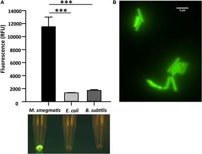 Separation of Mycobacterium smegmatis From a Mixed Culture Using the Cell Wall Binding Domain of D29 Mycobacteriophage Endolysin